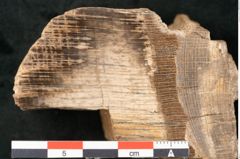 Foto (Detailansicht) von Quercus sp.  (NHMW-GEO-2024-0188-11583)